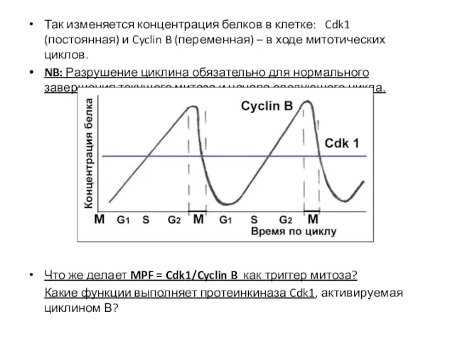 Так изменяется концентрация белков в клетке: Cdk1 (постоянная) и Cyclin