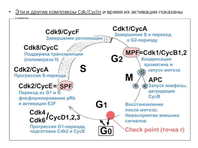 Эти и другие комплексы Cdk/Cyclin и время их активации показаны ниже.