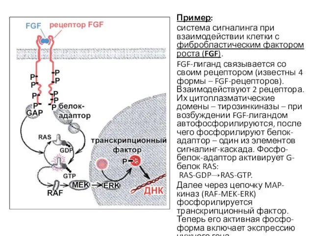 Пример: система сигналинга при взаимодействии клетки с фибробластическим фактором роста