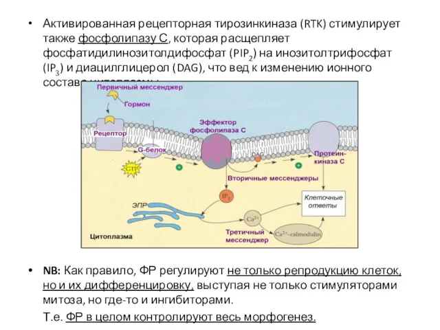 Активированная рецепторная тирозинкиназа (RTK) стимулирует также фосфолипазу С, которая расщепляет