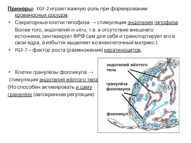 Примеры: FGF-2 играет важную роль при формировании кровеносных сосудов: Секреторные