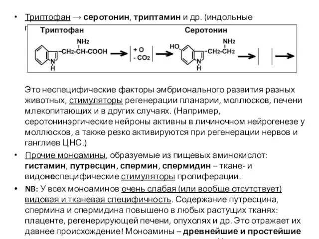 Триптофан → серотонин, триптамин и др. (индольные производные). Это неспецифические
