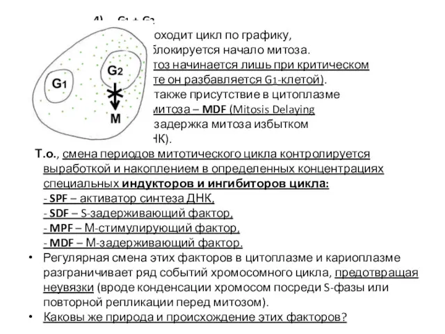 4) G1 + G2 G1-ядро проходит цикл по графику, в