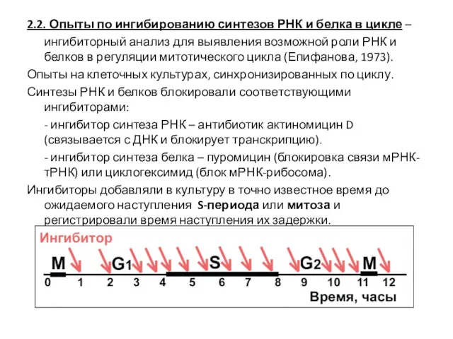 2.2. Опыты по ингибированию синтезов РНК и белка в цикле