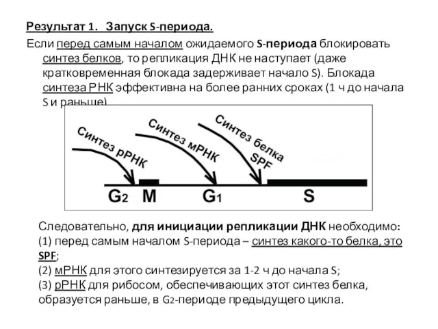 Результат 1. Запуск S-периода. Если перед самым началом ожидаемого S-периода