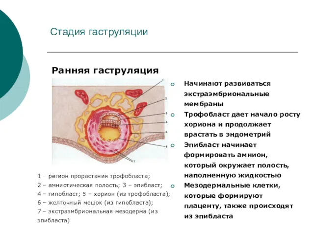 Стадия гаструляции Начинают развиваться экстраэмбриональные мембраны Трофобласт дает начало росту