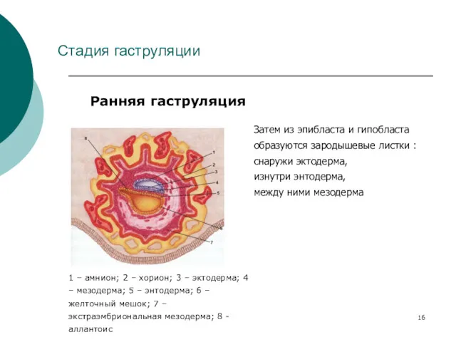 Стадия гаструляции Ранняя гаструляция 1 – амнион; 2 – хорион;