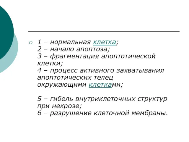 1 – нормальная клетка; 2 – начало апоптоза; 3 –