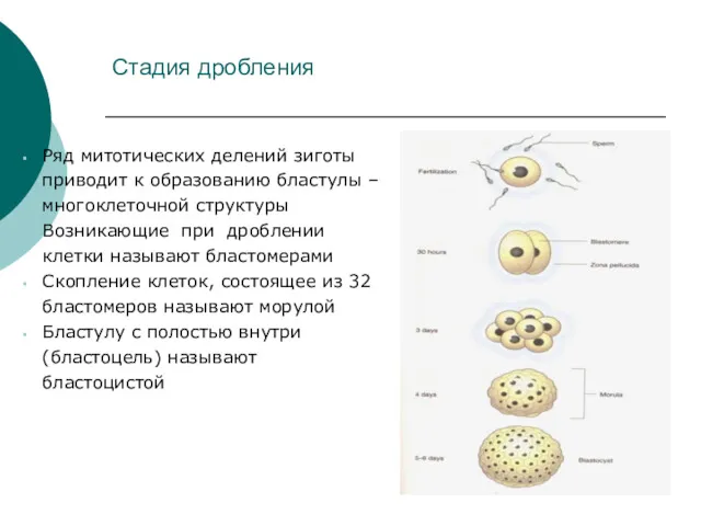 Стадия дробления Ряд митотических делений зиготы приводит к образованию бластулы