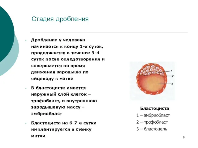 Стадия дробления Дробление у человека начинается к концу 1-х суток,