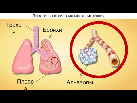 Трахея Бронхи Плевра Альвеолы Дыхательная система млекопитающих