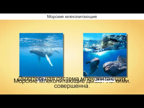 Морские млекопитающие Кит Морские млекопитающие дышат лёгкими. Дельфины Дыхательная система млекопитающих совершенна.