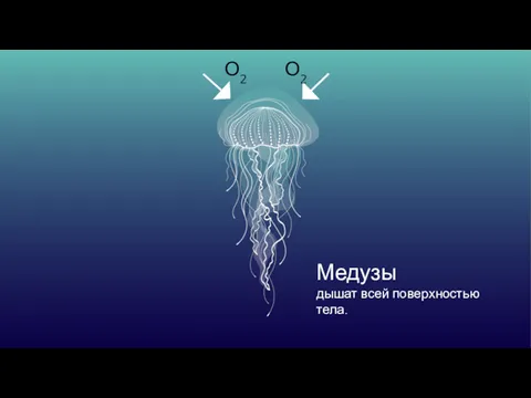 О2 О2 Медузы дышат всей поверхностью тела.