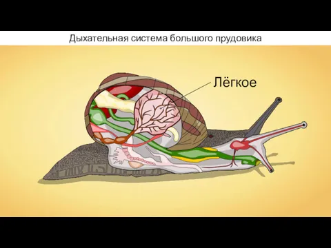 Дыхательная система большого прудовика Лёгкое