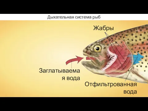 Заглатываемая вода Отфильтрованная вода Жабры Дыхательная система рыб