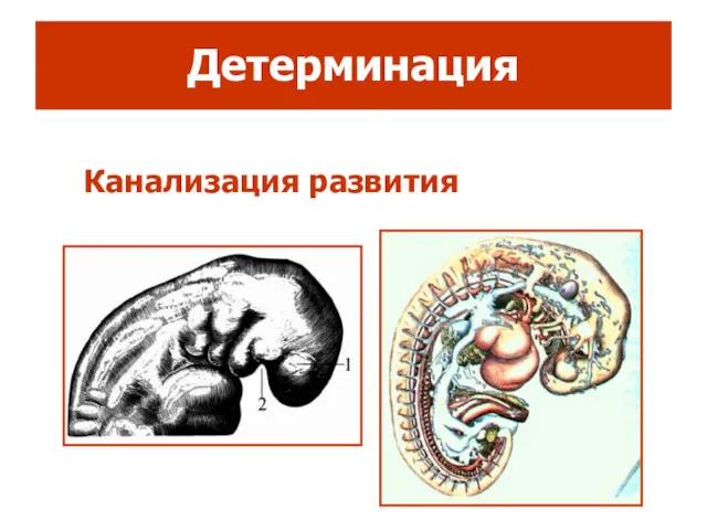 Детерминация Канализация развития