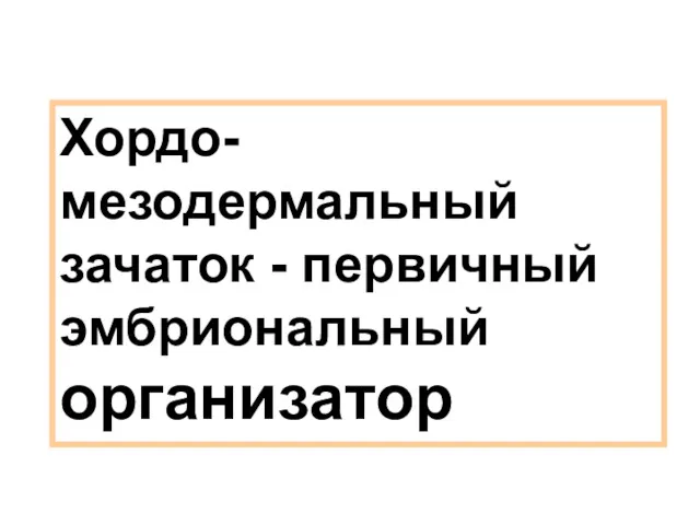 Хордо-мезодермальный зачаток - первичный эмбриональный организатор