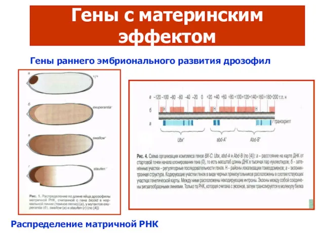 Гены с материнским эффектом Гены раннего эмбрионального развития дрозофил Распределение матричной РНК