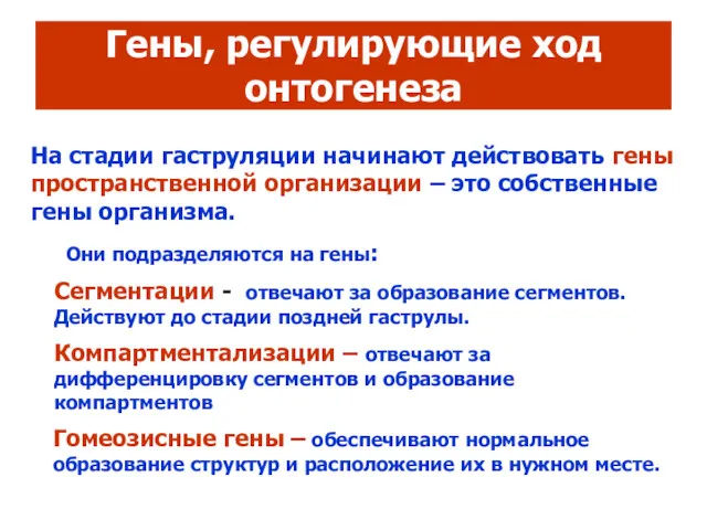 Гены, регулирующие ход онтогенеза На стадии гаструляции начинают действовать гены