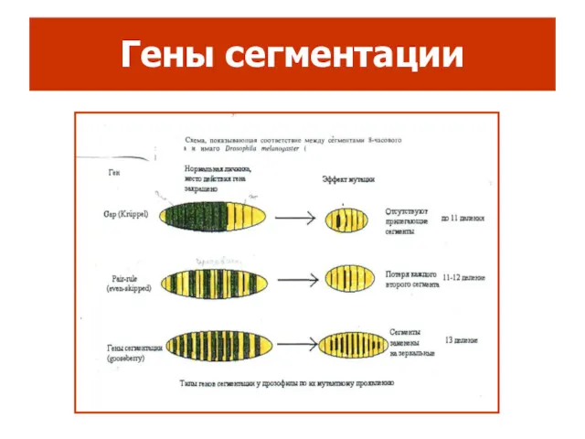 Гены сегментации