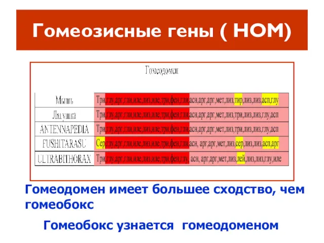 Гомеозисные гены ( HOM) Гомеодомен имеет большее сходство, чем гомеобокс Гомеобокс узнается гомеодоменом