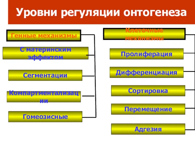 Уровни регуляции онтогенеза Генные механизмы Клеточные механизмы С материнским эффектом