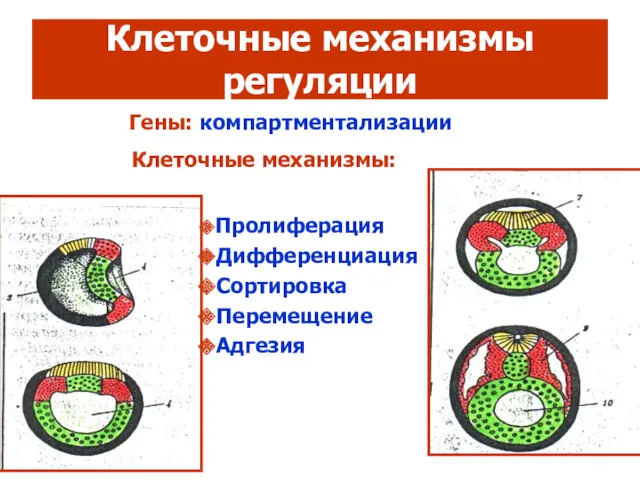 Клеточные механизмы регуляции Сортировка Адгезия Гены: компартментализации Пролиферация Дифференциация Перемещение Клеточные механизмы: