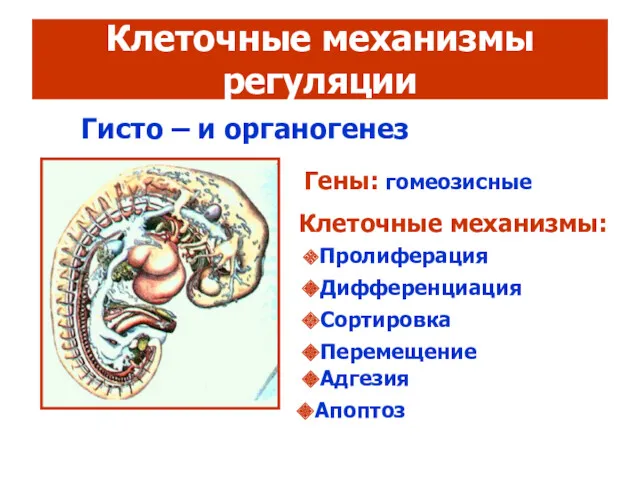 Клеточные механизмы регуляции Гисто – и органогенез Гены: гомеозисные Клеточные