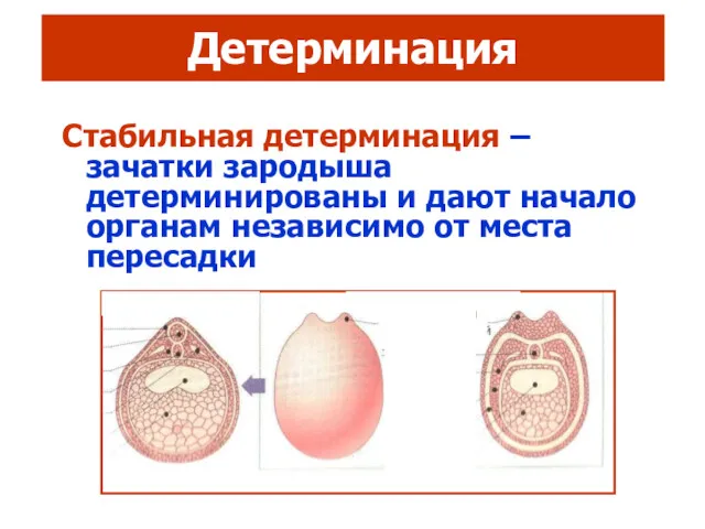 Детерминация Стабильная детерминация – зачатки зародыша детерминированы и дают начало органам независимо от места пересадки