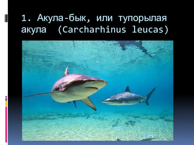 1. Акула-бык, или тупорылая акула (Carcharhinus leucas)