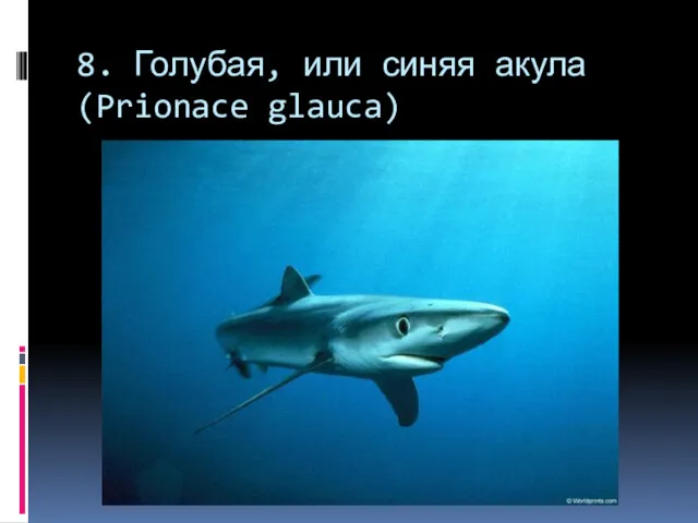 8. Голубая, или синяя акула (Prionace glauca)