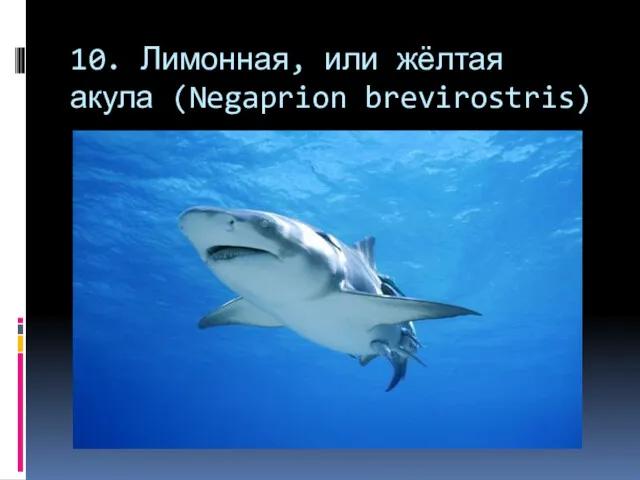 10. Лимонная, или жёлтая акула (Negaprion brevirostris)