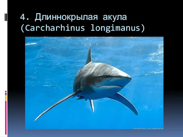 4. Длиннокрылая акула (Carcharhinus longimanus)