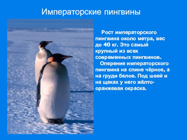 Императорские пингвины Рост императорского пингвина около метра, вес до 40