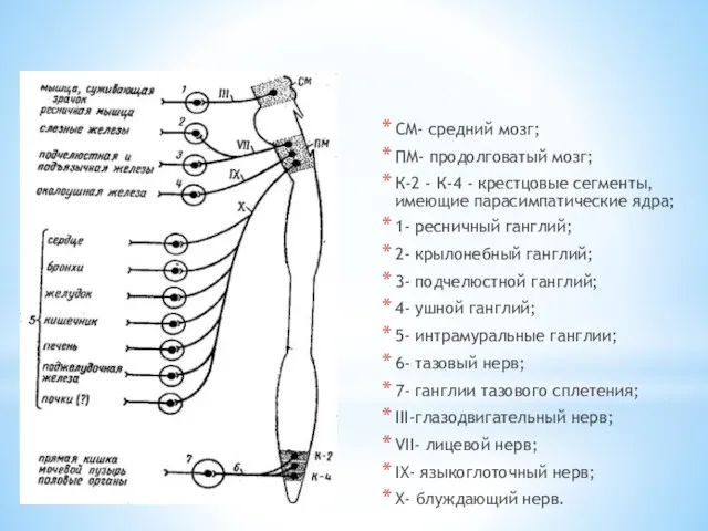 СМ- средний мозг; ПМ- продолговатый мозг; К-2 - К-4 -