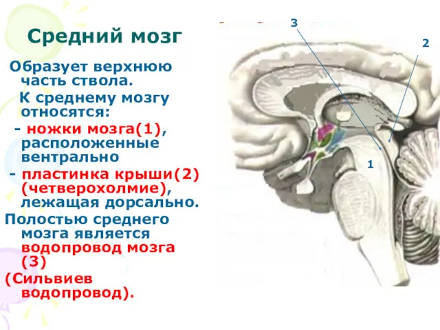 Средний мозг Образует верхнюю часть ствола. К среднему мозгу относятся: - ножки мозга(1),