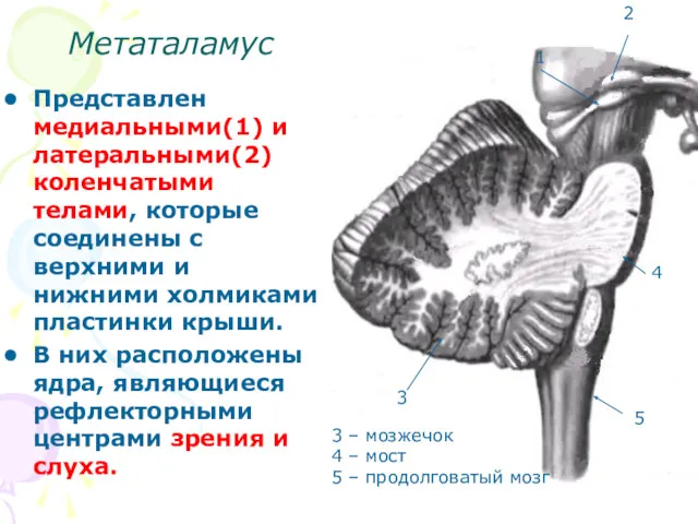 Метаталамус Представлен медиальными(1) и латеральными(2) коленчатыми телами, которые соединены с верхними и нижними