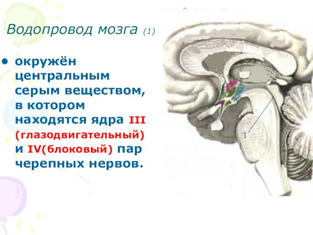 Водопровод мозга (1) окружён центральным серым веществом, в котором находятся ядра III (глазодвигательный)