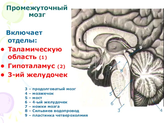 Промежуточный мозг Включает отделы: Таламическую область (1) Гипоталамус (2) 3-ий желудочек 1 2