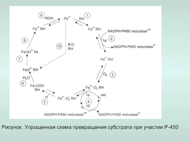 Рисунок. Упрощенная схема превращения субстрата при участии Р-450