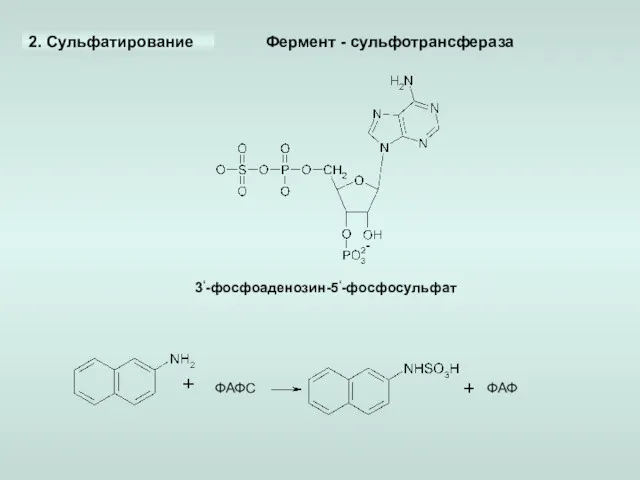 2. Сульфатирование 3‘-фосфоаденозин-5‘-фосфосульфат ФАФС ФАФ Фермент - сульфотрансфераза