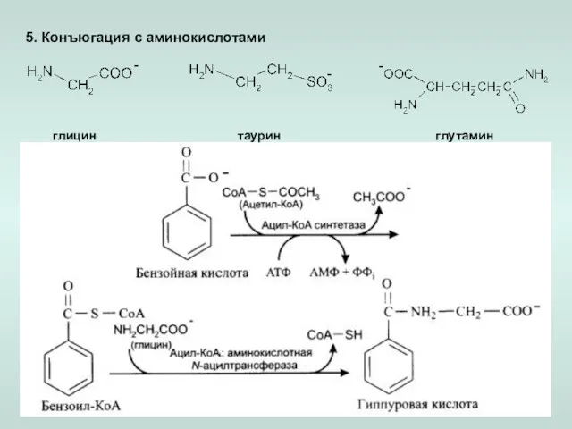5. Конъюгация с аминокислотами глицин таурин глутамин