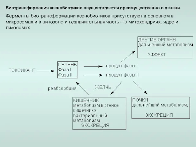 Биотрансформация ксенобиотиков осуществляется преимущественно в печени Ферменты биотрансформации ксенобиотиков присутствуют