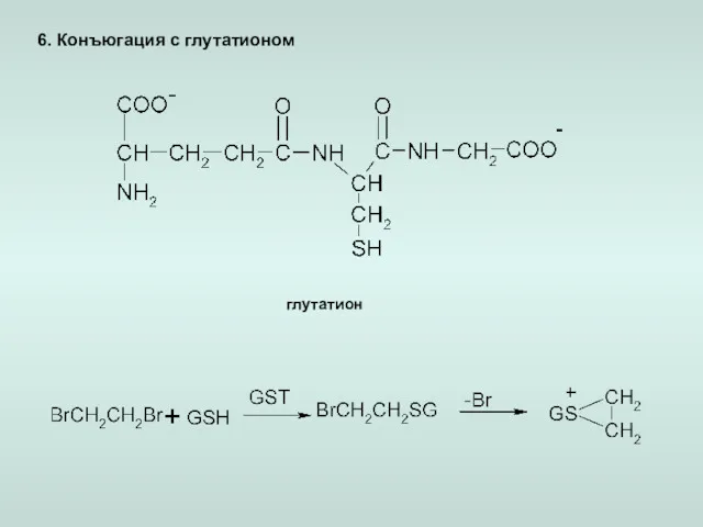 6. Конъюгация с глутатионом глутатион