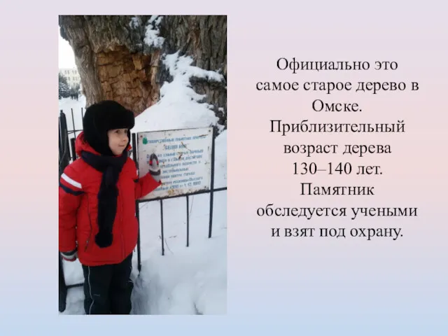 Официально это самое старое дерево в Омске. Приблизительный возраст дерева