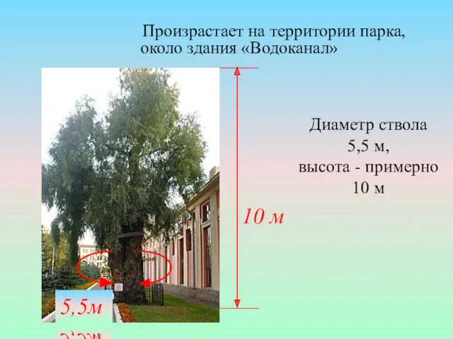 Произрастает на территории парка, около здания «Водоканал» Диаметр ствола 5,5