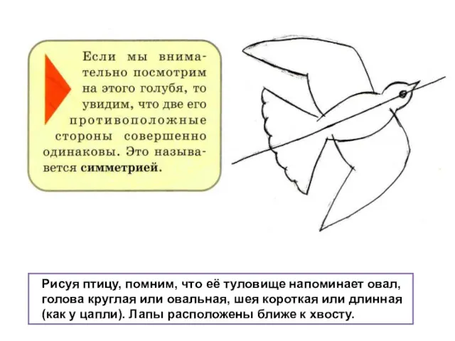 Рисуя птицу, помним, что её туловище напоминает овал, голова круглая