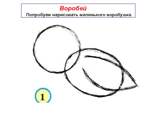 Воробей Попробуем нарисовать маленького воробушка.