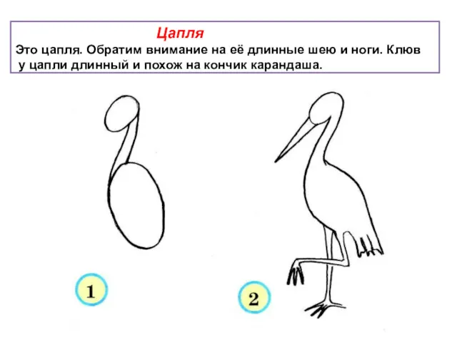 Цапля Это цапля. Обратим внимание на её длинные шею и