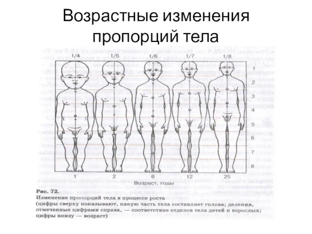 Возрастные изменения пропорций тела